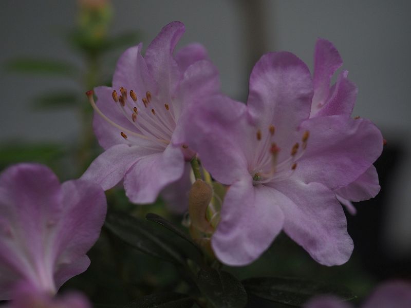 Rhododendron Pharalope